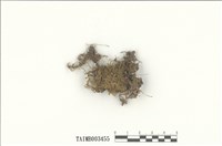 藏品(羽苔屬)的圖片